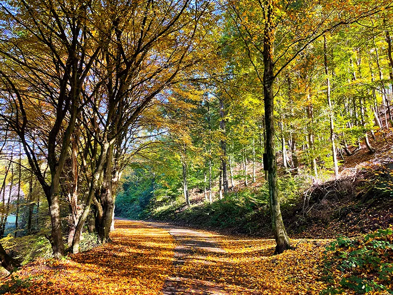 Herbstlicher Wanderweg im Gelpetal mit buntem Laub und sonnigem Wald.